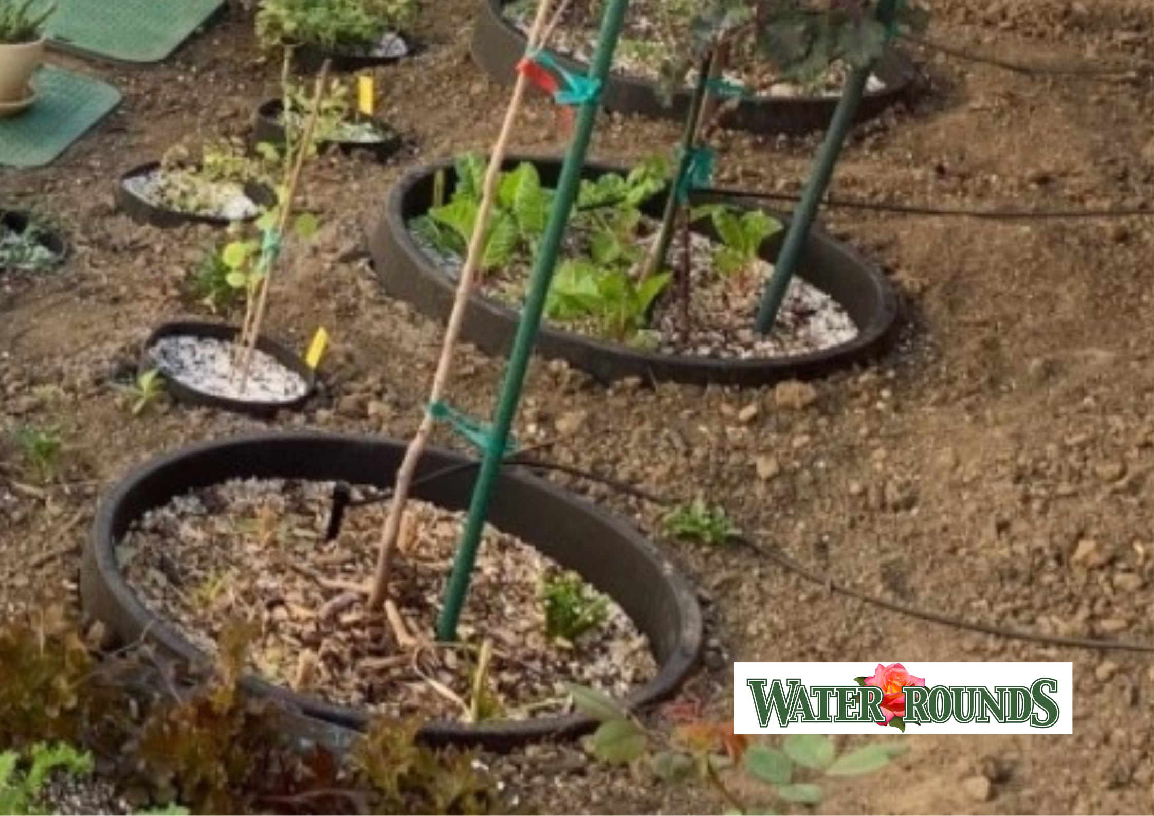Sustainability Starts at the Roots: Conserve Water with WaterRounds