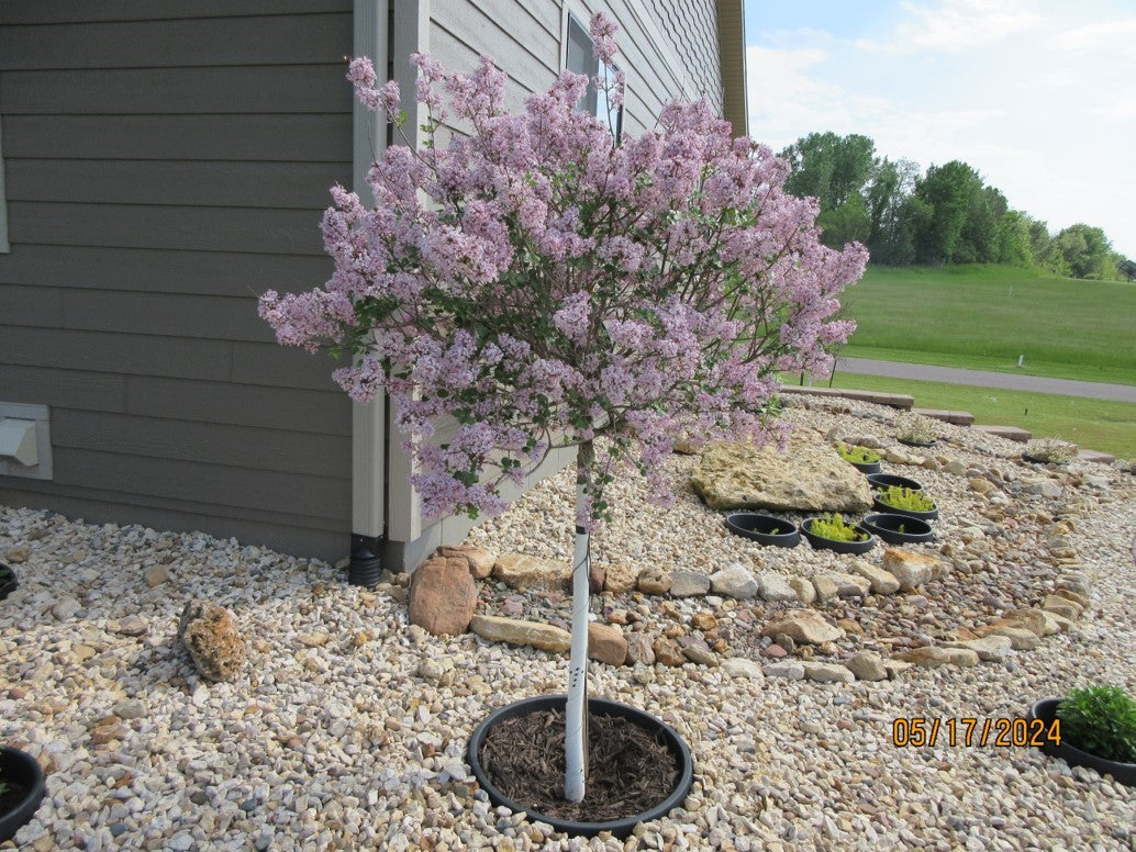 WATERROUNDS® Planting Rings – Deep-Root Watering & Clean Borders for Trees and Shrubs