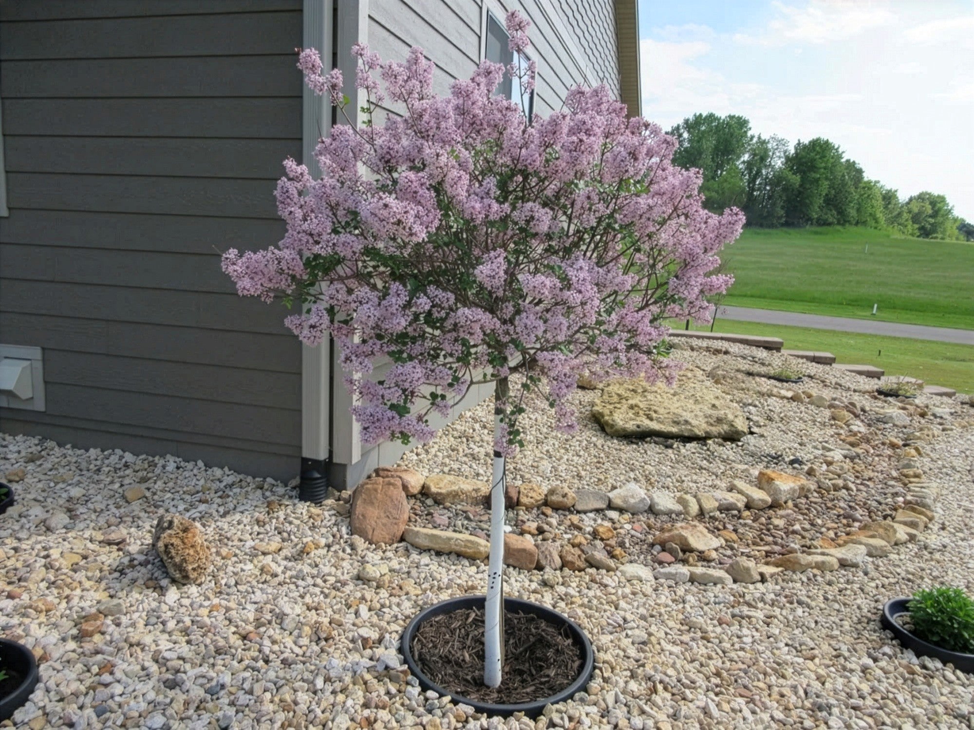WATERROUNDS® Planting Rings – Deep-Root Watering & Clean Borders for Trees and Shrubs