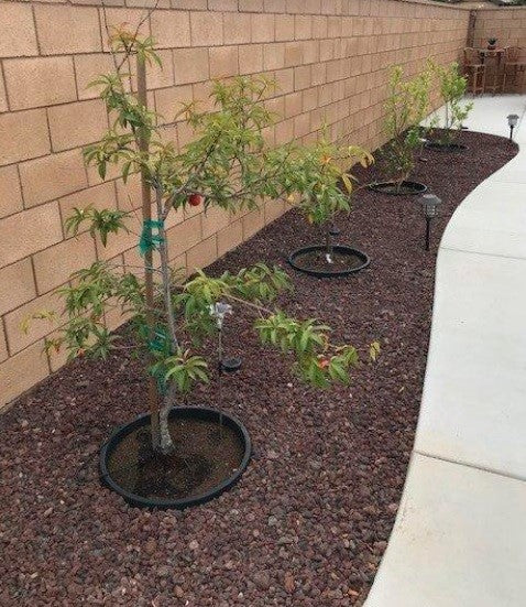 WaterRounds® Planting Rings – Deep-Root Watering & Clean Borders for Trees and Shrubs