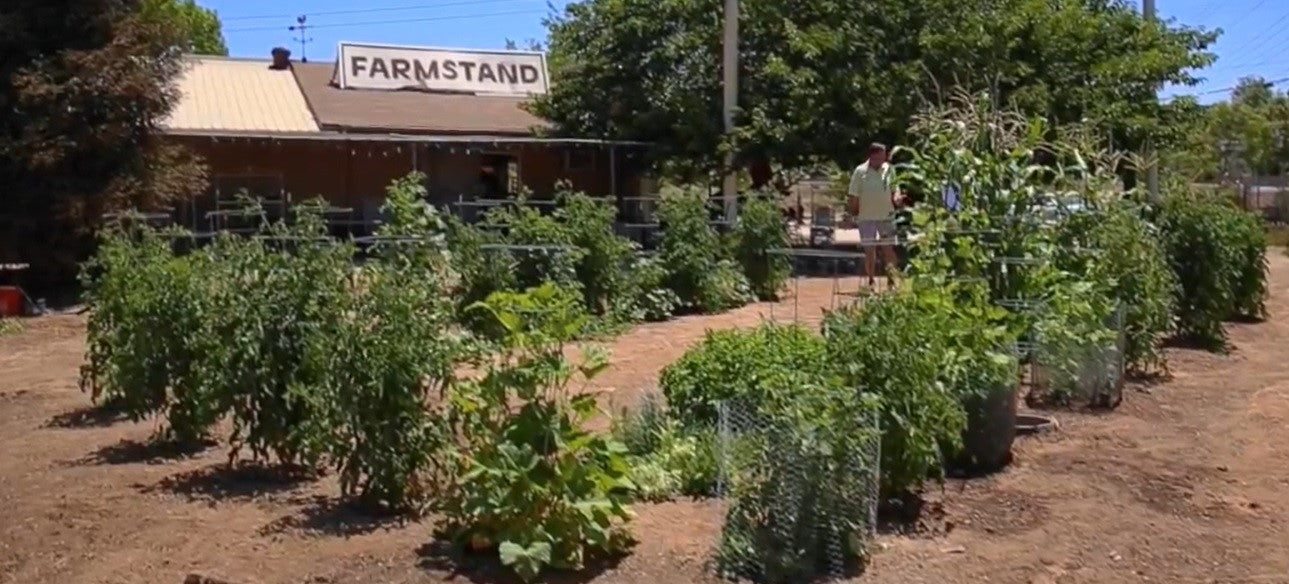 VegSTABLE® Rings – Anchor Tomato Cages, Support Climbing Veggies, and Deep-Root Watering in One