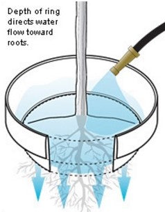 VegSTABLE® Rings – Anchor Tomato Cages, Support Climbing Veggies, and Deep-Root Watering in One