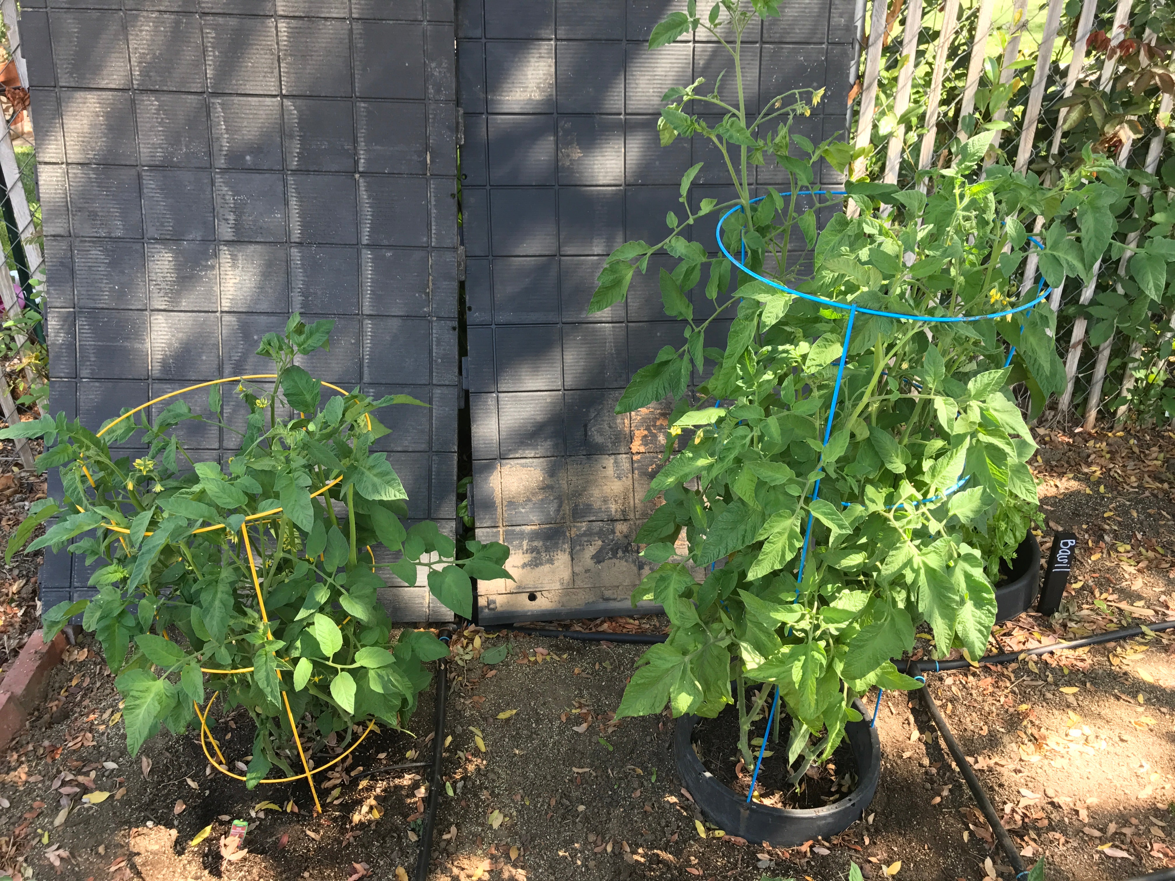 Without and With VegSTABLE....WOW!