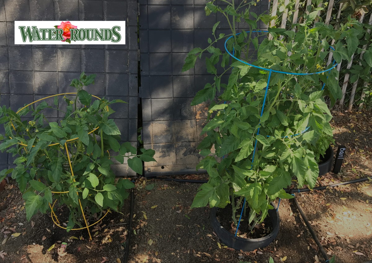 Best Practices for Planting & Maintaining Healthy Gardens