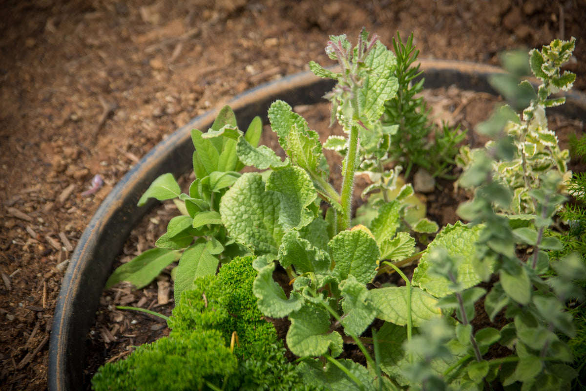 WaterRounds® Planting Rings – Deep-Root Watering & Clean Borders