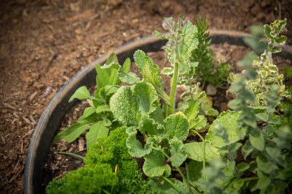 WATERROUNDS® Planting Rings – Deep-Root Watering & Clean Borders for Trees and Shrubs