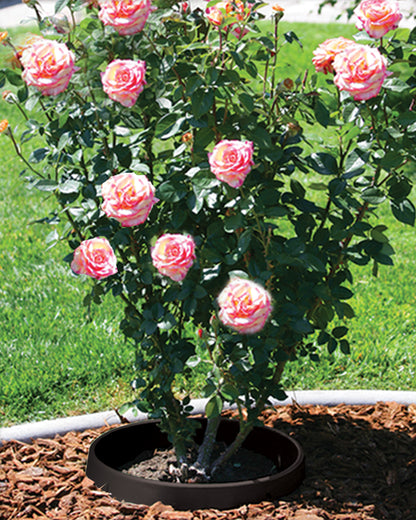 WATERROUNDS® Planting Rings – Deep-Root Watering & Clean Borders for Trees and Shrubs